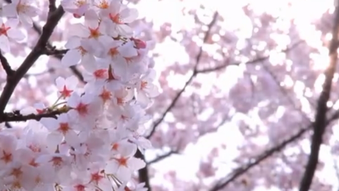 整った顔立ちの美少女が勃起チンポを丁寧にフェラチオ→口内射精フィニッシュ