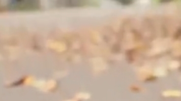 ベロチューだけで絶頂する敏感なメガネ美少女のフェラ抜きで大量顔射