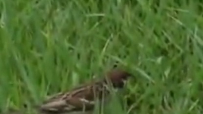 【ましろ杏】「Hな事がしてみたい♡」という巨乳美女がホテルでハメ撮り！激ピスでおっぱいを揺らされ「イっちゃう」と連続絶頂